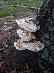 Climacocystis borealis