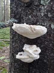 Climacocystis borealis