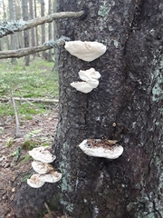 Climacocystis borealis