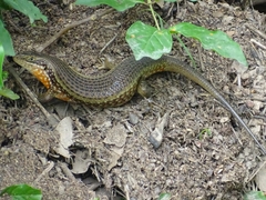 Trachylepis perrotetii
