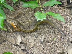 Trachylepis perrotetii