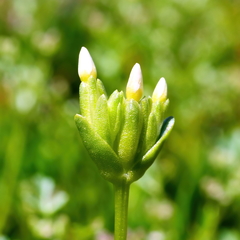 Sebaea albidiflora