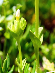 Sebaea albidiflora