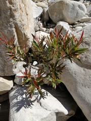 Metrosideros angustifolia