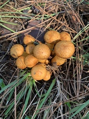 Gymnopilus
