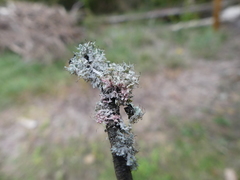 Laetisaria lichenicola