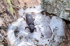 Bothrideridae