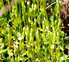 Sebaea albidiflora