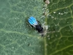 Encyrtinae