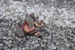 Kinosternon flavescens