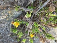 Limbarda crithmoides