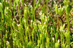 Sebaea albidiflora