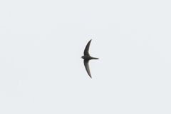 Apus apus pekinensis