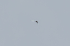 Apus apus pekinensis