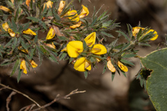 Pultenaea involucrata