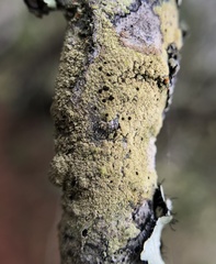 Pyrrhospora quernea