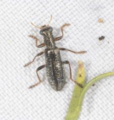 Lemidia subaenea
