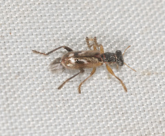 Lemidia cicatricosa