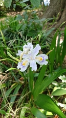 Iris japonica