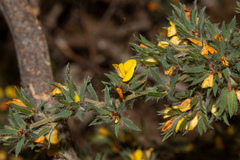 Pultenaea involucrata