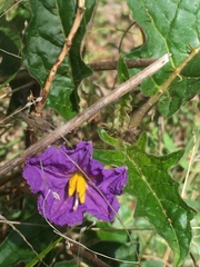 Solanum cinereum