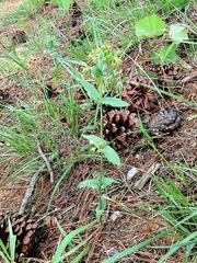 Schizoglossum cordifolium image