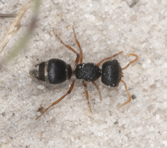 Ephutomorpha porrecticeps