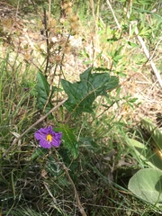Solanum cinereum