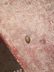 Coleotichus excellens