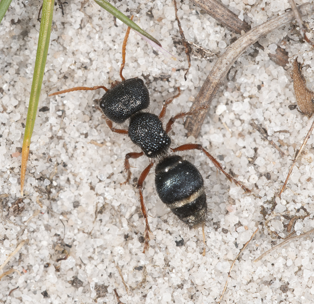Ephutomorpha porrecticeps