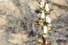 Prasophyllum sargentii