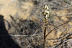 Prasophyllum sargentii