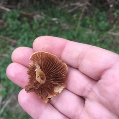 Agrocybe