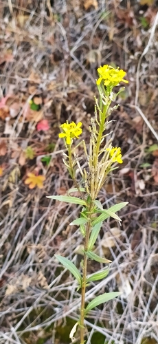 Image of Erysimum marschallianum by no rights reserved