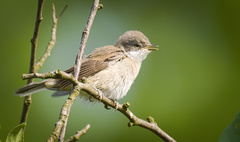 Lesser Whitethroat photo 3