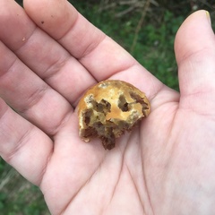 Agrocybe