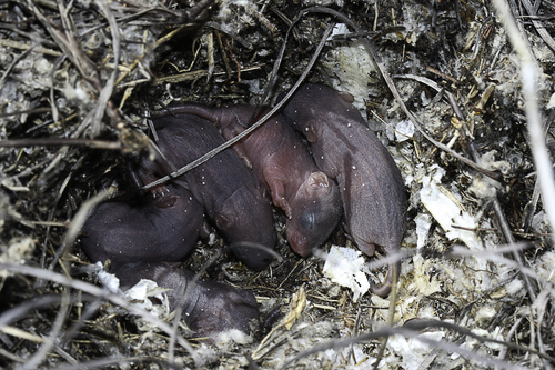 Cape Four-striped Grass Mouse, Cape Farms, Cape Town, South Africa, photo 7 of 10