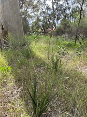 Dianella longifolia longifolia