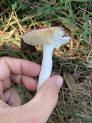 Russula