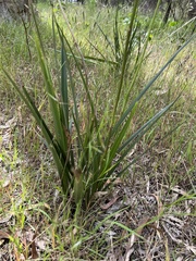 Dianella longifolia longifolia