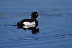 Aythya fuligula