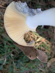 Russula