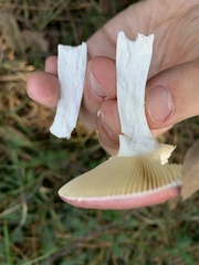 Russula