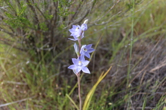 Thelymitra petrophila