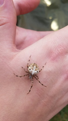 Araneus diadematus