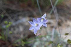 Thelymitra petrophila