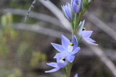 Thelymitra petrophila