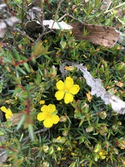 Hibbertia exutiacies