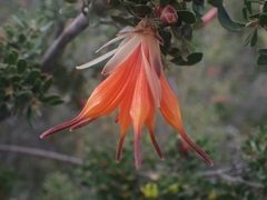 Lambertia inermis inermis
