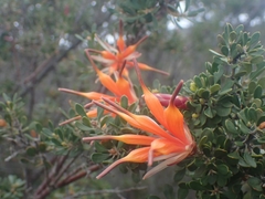 Lambertia inermis inermis